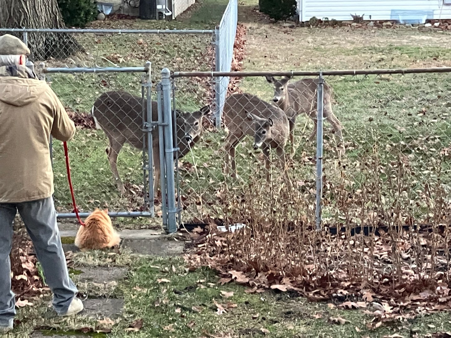 Slice of Life: Our More-Than-Human Neighbors – A(nother) Year of Reading